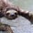 Wet Sloth