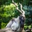 Markhor