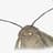 Moth