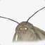 Moth