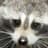 Raccoon