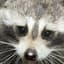 Raccoon