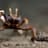 Crab