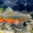 Triassic Trout