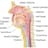 throat