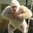 Albino_Gorilla_26