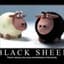 bsblacksheep