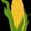 FreehandCorn