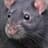 A Black Rat