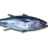 Tuna