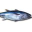 Tuna
