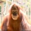 Stinky Orangutan