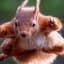 FlyingSzquirrel