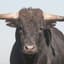 Bull