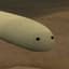 wormy