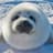 Mildly Menacing Seal