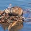 Muskrat