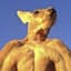 kangaroo