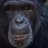 chimp