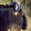 Electric Wildebeest