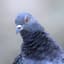 Pigeon Man