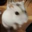 RadektheHamster