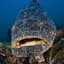 Goliath Grouper