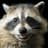 Slepy_Raccoon
