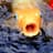 koi