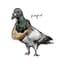 PimpinPigeon