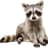 Raccoon