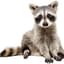 Raccoon