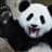Panda_blanc