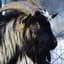 MoscowGoat