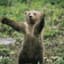 BearIV