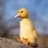Duckyeah !