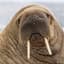 Odobenus rosmarus
