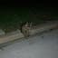 Raccoon