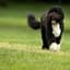 Obamas dog Bo