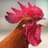 Rooster