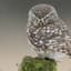 The Owl
