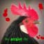 Rooster