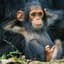 A Chimp