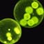 Volvox