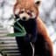 Red Panda