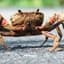 Chronic Crabs