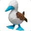 Blue footed boobie
