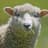 Sheep777