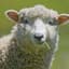 Sheep777