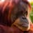 oRANGUTAN